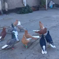 جوجه دم سفید و دم سفید