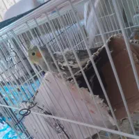 عروس هلندی|پرنده|شادگان, |دیوار