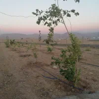 زمین کشاورزی مناسب برای گلخانه و باغ ویلا|فروش زمین و ملک کلنگی|اهواز, زیتون کارمندی|دیوار