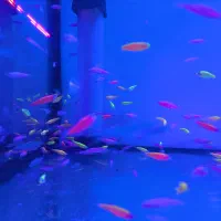 آکواریوم و ماهیان زینتی