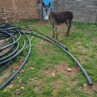 فروش یک راس الاغ خوب و جوان ۴ساله