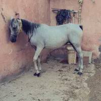 مادی یون عرب ترک|اسب و تجهیزات اسبسواری|اصفهان, عطار نیشابوری|دیوار