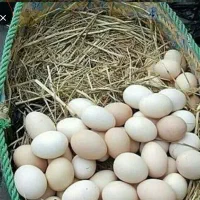 تخم مرغ محلی