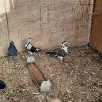 تعدادی کفتر نرو ماده اصلی به دلیل کمبود جا|پرنده|تهران, تختی|دیوار