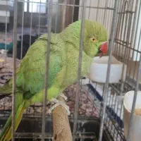 فروش طوطی ملنگو ماده|پرنده|جهرم, |دیوار