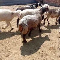 بره نر چاق تخت