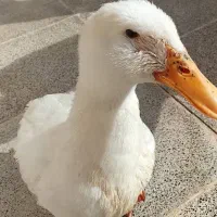اردک