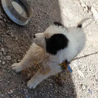 شاه توله قدرجانی به شرت