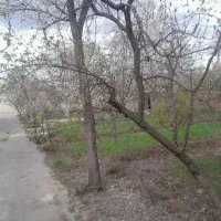620-متر-زمین-سند-تک-برگ-بافت-کنتور-قانونی-گلستان