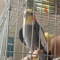 عروس سخنگو|پرنده|اردبیل, |دیوار