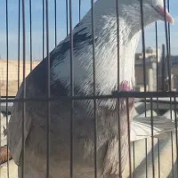 نر شکار|پرنده|اصفهان, پوریای ولی|دیوار