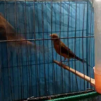 جفت تو سرخ|پرنده|کرمان, |دیوار