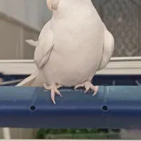 عروس هلندی البینو|پرنده|قم, شهرک امام حسن|دیوار