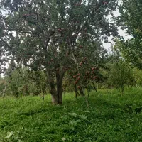 سیب چینی