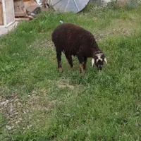 بره نر