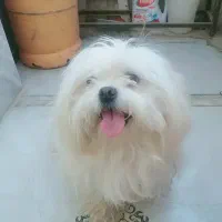 سگ پاکوتاه نژاد چینی سوپر فلت