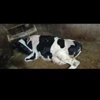 فروش خرید گاو افتاده دست پا شکسته