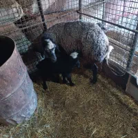 فروش میش و بز|حیوانات مزرعه|سمنان, |دیوار