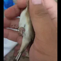 جوجه سره امسال|پرنده|قرچک, داوود آباد|دیوار