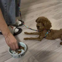 مربی سگ و رفتاردرمان  تخصصی سگهای آپارتمانی