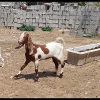 تیشترداشتی