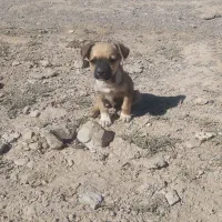 توله نرشیواوا