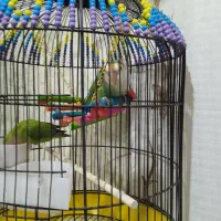 طوطی برزیلی|پرنده|بوکان, |دیوار