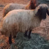 دو قوچ|حیوانات مزرعه|سیلوانه, |دیوار