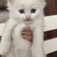 بچه گربه پرشین عروسکی سفید(رایگان نیست)