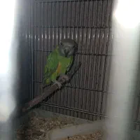 شاهطوطی.گرینچیک.کبوتر.کفتر