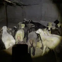 بره
