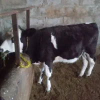 گوساله ماده