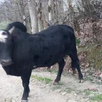 گاو نر|حیوانات مزرعه|احمدسرگوراب, |دیوار