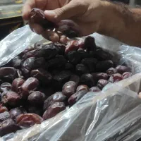 صادرات و تامین کننده خرما پیاروم مضافتی و پسته|خدمات حمل و نقل|تهران, زعفرانیه|دیوار