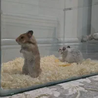 همستر نر و ماده