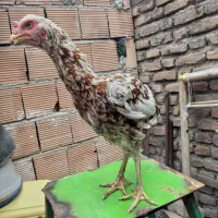 مرغ لاری اصل چیل