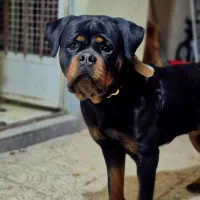 روتوایلر ماده|سگ|تهران, فرودگاه مهرآباد|دیوار