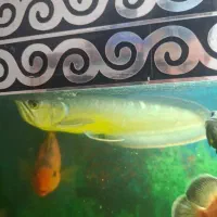 فروش تعدادی ماهی گوشتخوار|ماهی|شاهینشهر, شهرک ردانی پور|دیوار