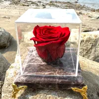 کادو رز قرمز جاودان با ماندگاری ۵سال