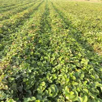 حراج نهال توت فرنگی سابرینا درجه ۱ نی ۱۵میلیون|عمده‌فروشی|خان ببین, |دیوار