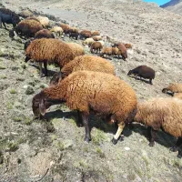 میش همو و هترو آبستن