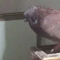 سرخ نرکاکول