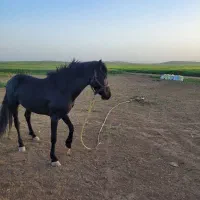 اسب کرد نر|اسب و تجهیزات اسب‌سواری|کبودرآهنگ, |دیوار