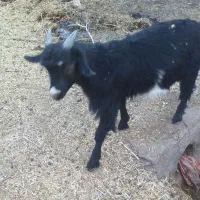 فروش گوسفند|حیوانات مزرعه|زرند, |دیوار