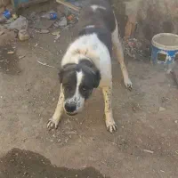 سگ افغان|سگ|سامن, |دیوار