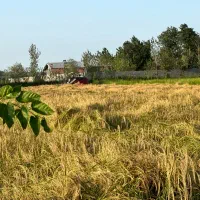 برنج دم سیاه از خود من کشاورز|خوردنی و آشامیدنی|کوچصفهان, |دیوار