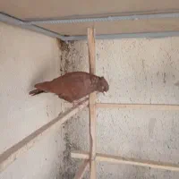 کفتر|پرنده|قم, شهرک امام حسن|دیوار