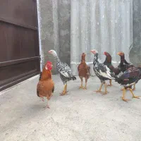 ۸ عدد جوجه لاری و مرغ و خروس پاکوتاه