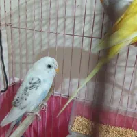 ۳تامرغ عشق ویک عددعروس هلندی نر|پرنده|ایذه, |دیوار