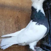 طوقی آبی،مشکی،سرخ،زرد،سرورکفترپرشی|پرنده|قم, هنرستان|دیوار